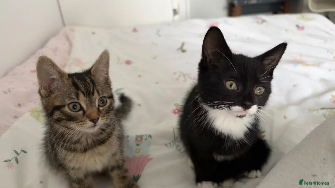 British Shorthair cats for sale: Kittens for sale  - Advert 4