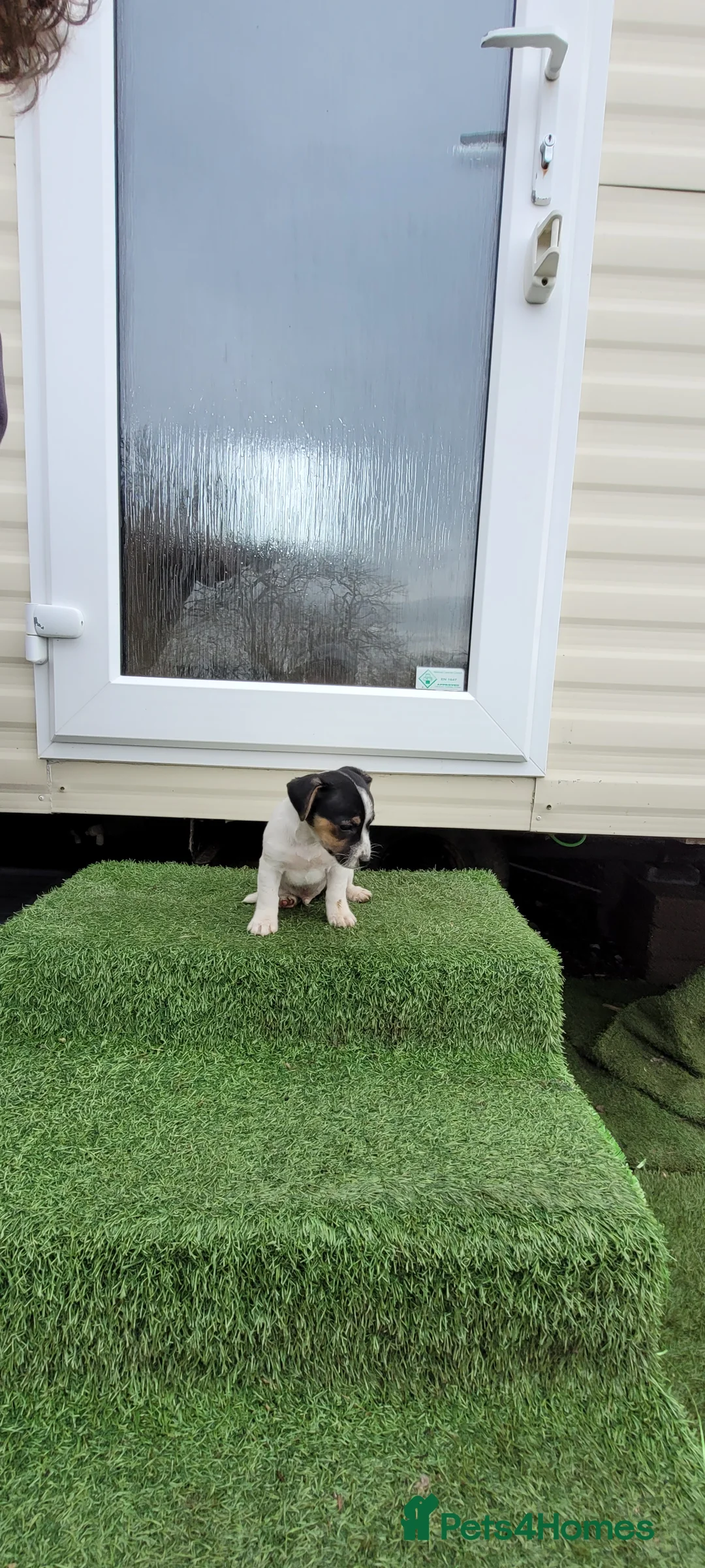 Jack Russell dogs for sale: Old fashioned short legged Jack russel pups!!! - Advert 8