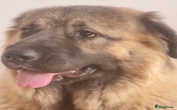 Caucasian Shepherd Dog dogs for sale: Caucasian Shepherd Female 1 Year and 10 months - Image 5