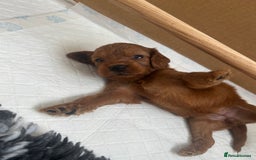 Cavapoo dogs for sale: Fox RED Cavapoo Puppies - Image 24
