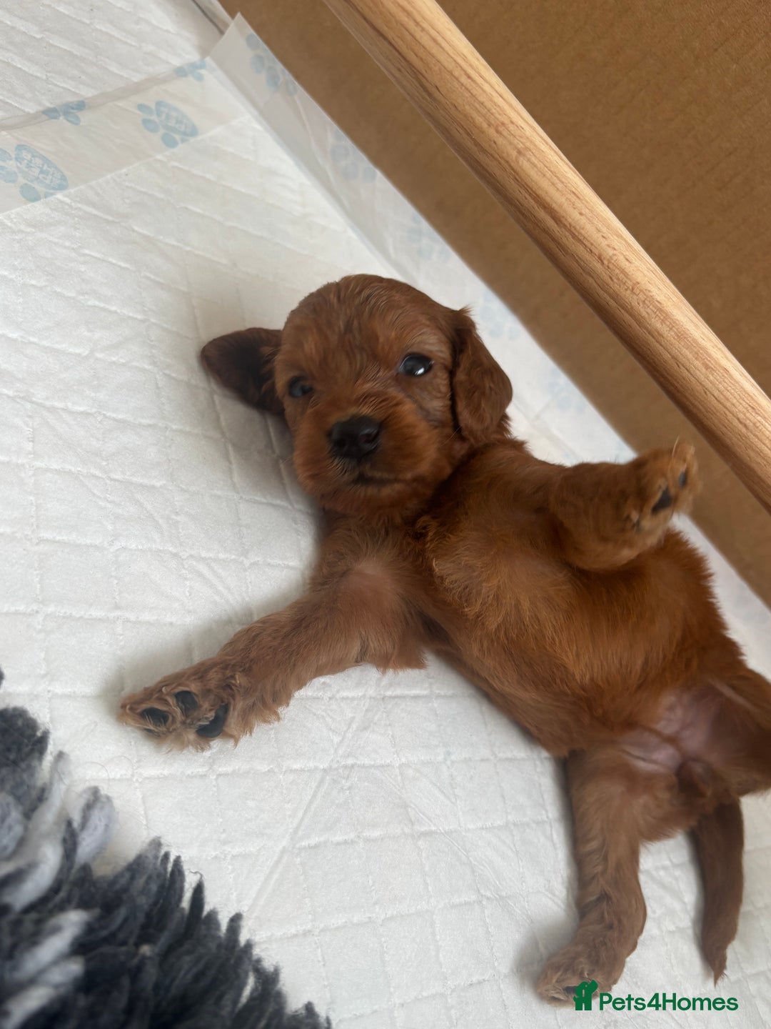 Cavapoo dogs for sale: Fox RED Cavapoo Puppies - Image 24