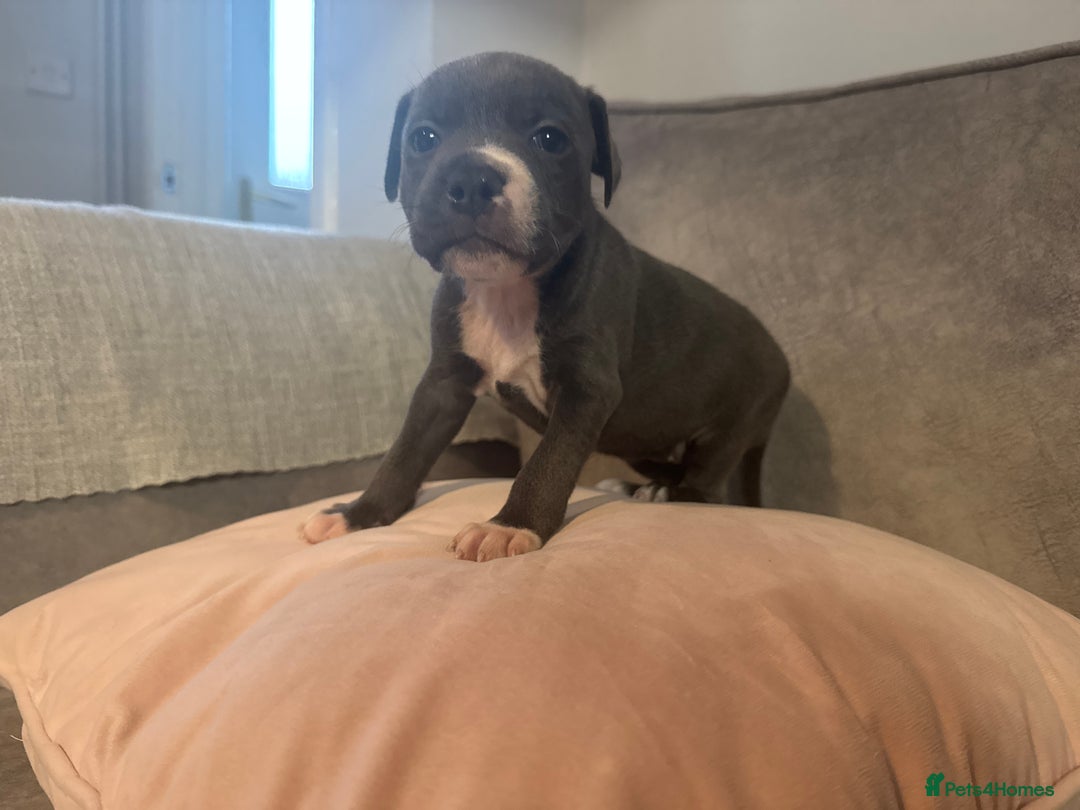 Staffordshire Bull Terrier dogs for sale: Blue Staffordshire Bull Terriers Staffy staffie - Image 16
