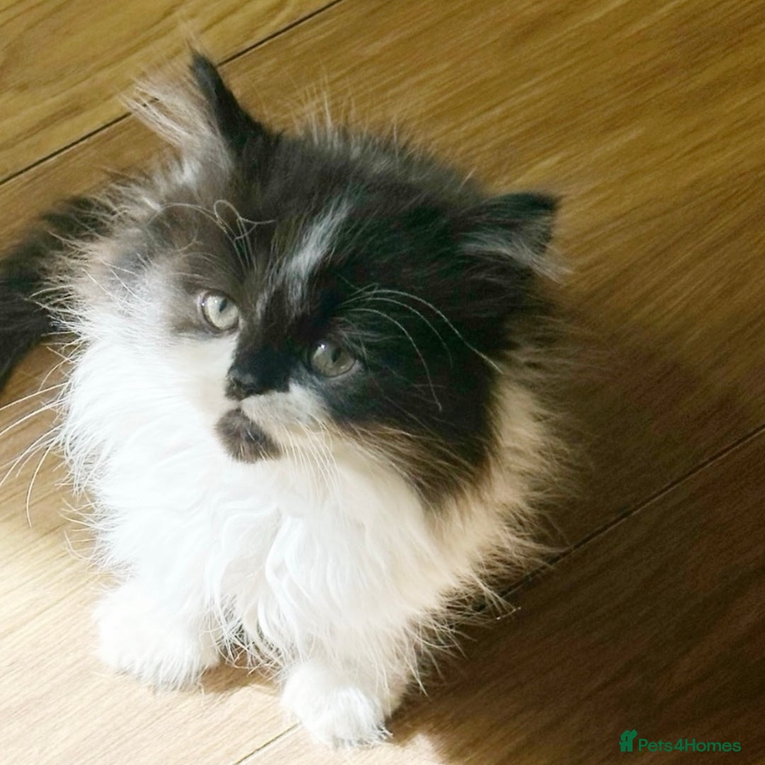 Scottish Fold cats for sale: Dolly 💕Extremely Fluffy Scottish Straight 💖  - Image 2