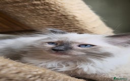 Ragdoll cats for sale: Adorable Ragdoll Kittens for Sale! 🐱✨ - Image 4