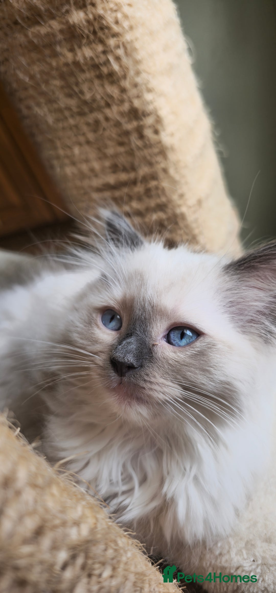 Ragdoll cats for sale: Adorable Ragdoll Kittens for Sale! 🐱✨ - Image 4