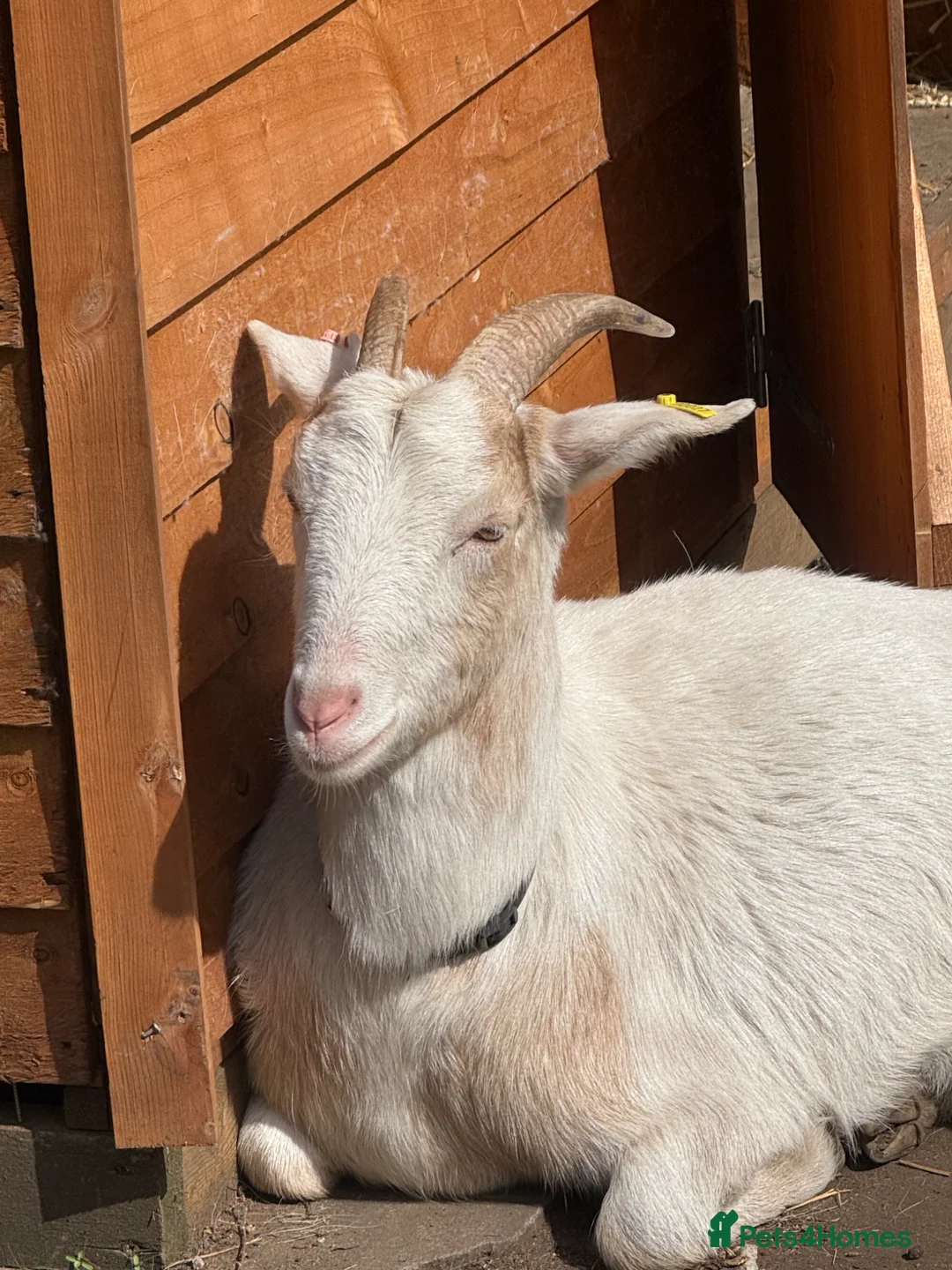 Goats livestock for sale: Sanaan cross Pygmy  in Mansfield - Advert 1