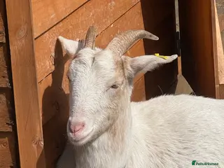 Goats livestock Sanaan cross Pygmy - Advert 9