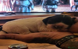 English Springer Spaniel dogs for sale: English springer spaniel pups  - Image 18