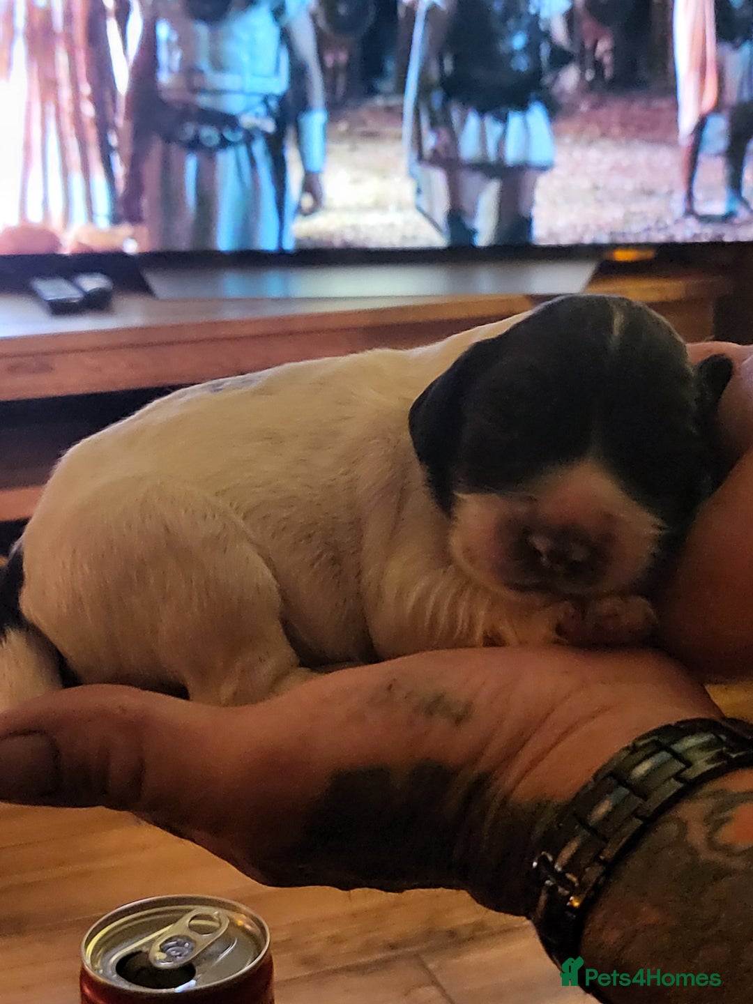 English Springer Spaniel dogs for sale: English springer spaniel pups  - Image 18