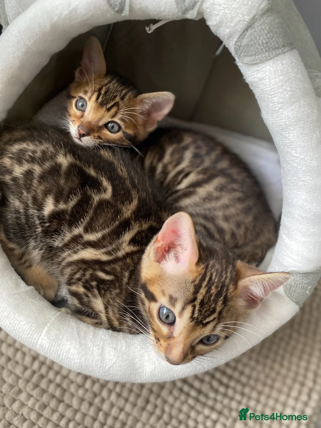 Bengal cats for sale: Two Little Princesses - Advert 12