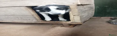 Border Collie 2