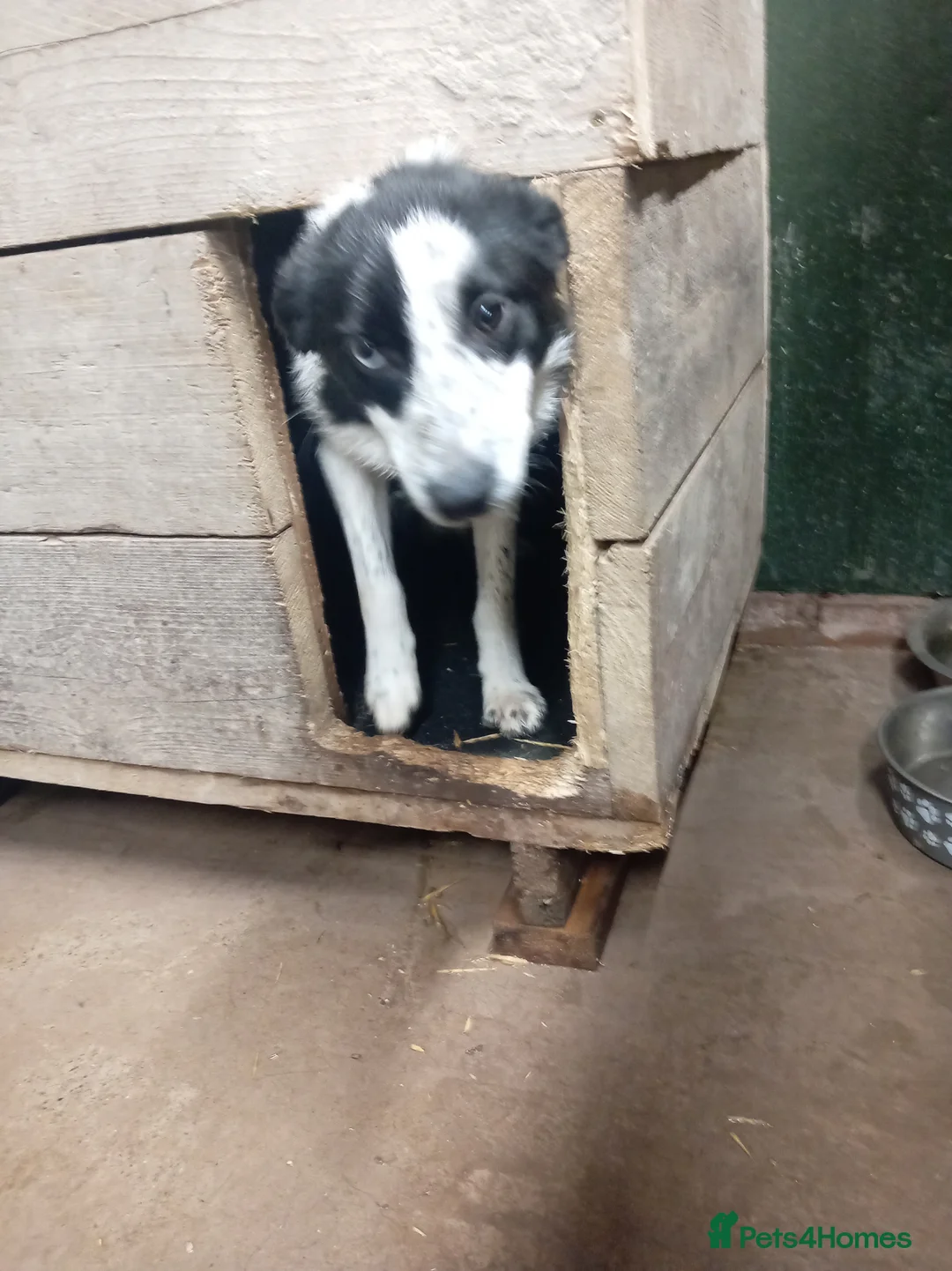 Border Collie dogs for sale: Year old border collie - Advert 2