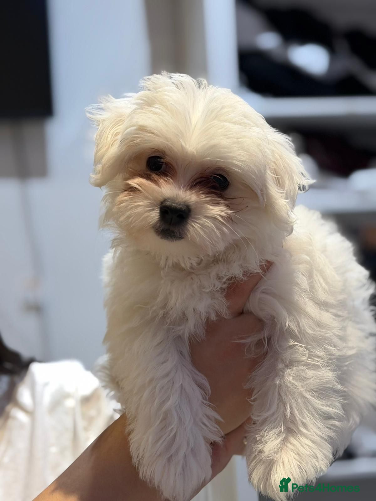 Bichon Frise dogs Puppy bichon  - Advert 4