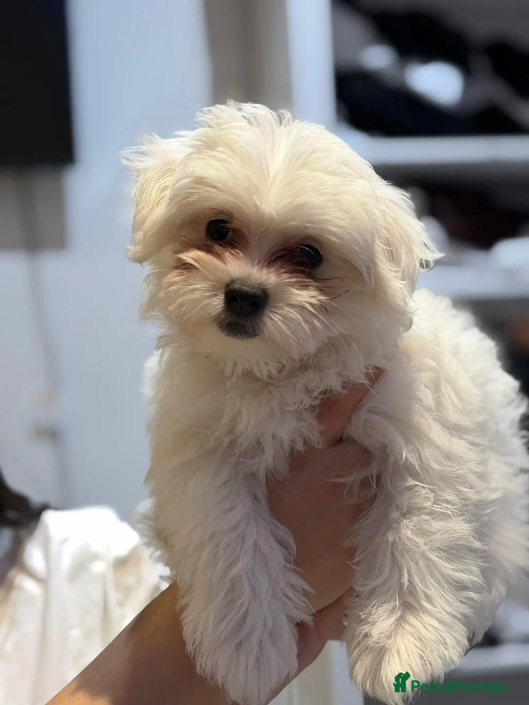 Bichon Frise dogs for sale: Puppy bichon  in London - Advert 1