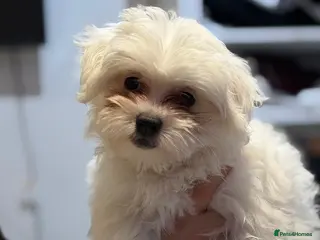 Bichon Frise dogs Puppy bichon - Advert 4