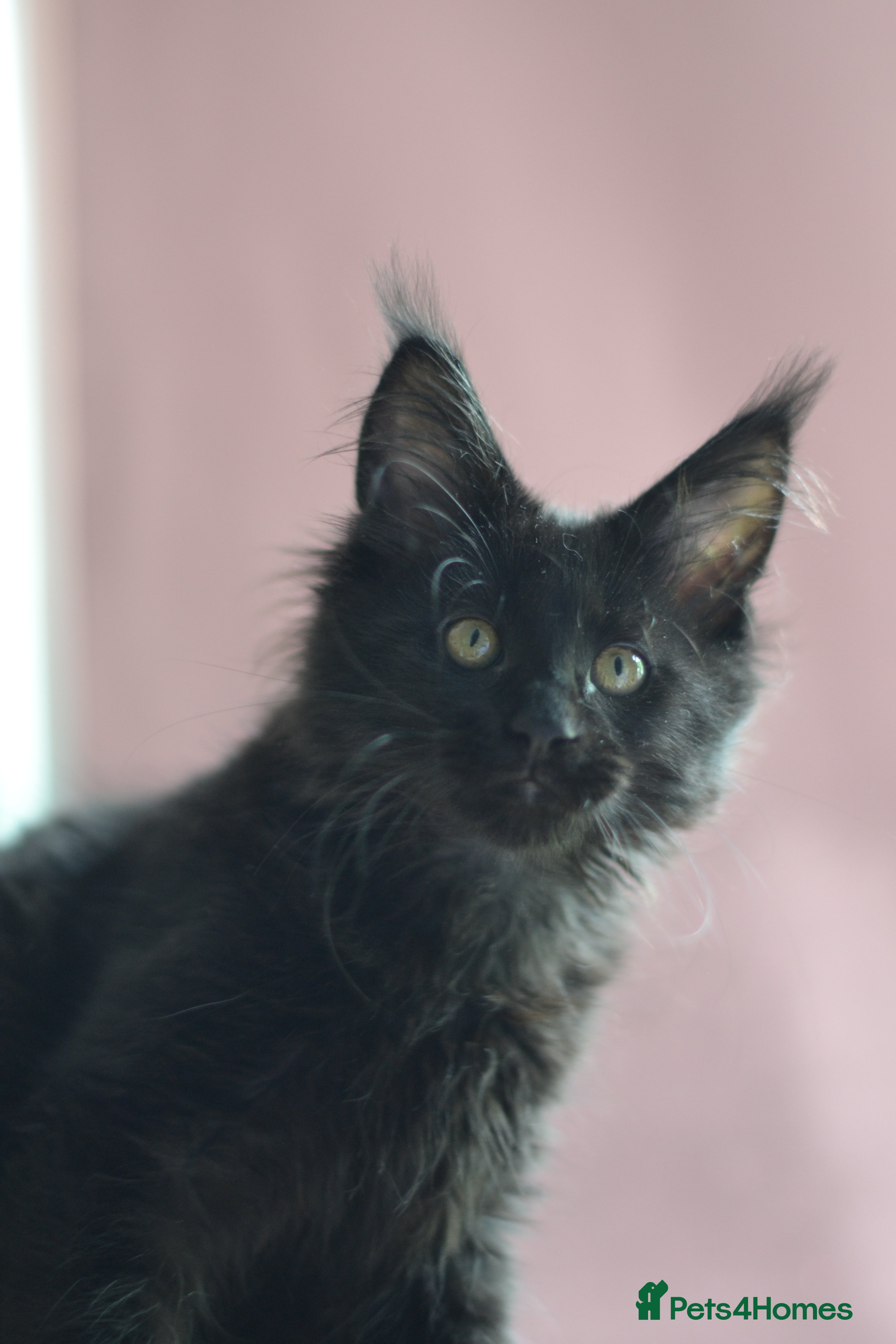 Maine Coon cats Tica registered Maine Coon Black Boy  - Advert 3