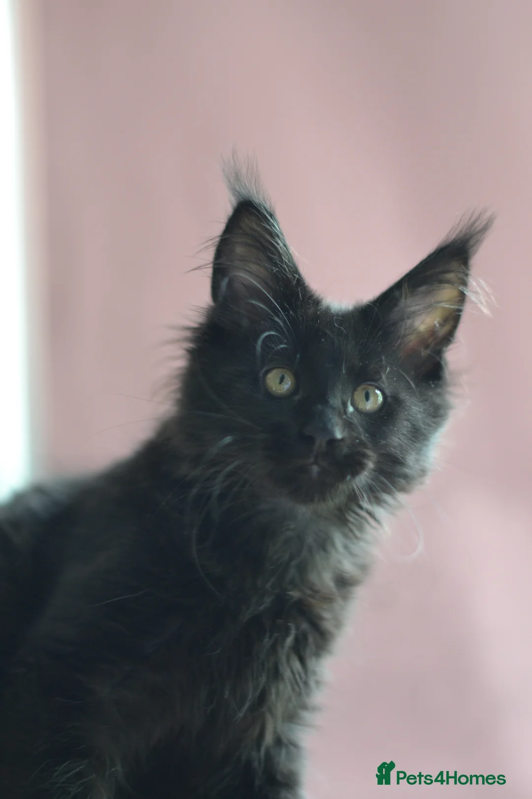 Maine Coon cats for sale: Tica registered Maine Coon Black Boy  - Advert 1