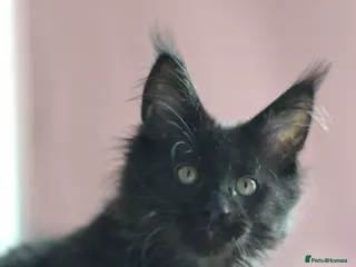 Maine Coon cats Tica registered Maine Coon Black Boy - Advert 2