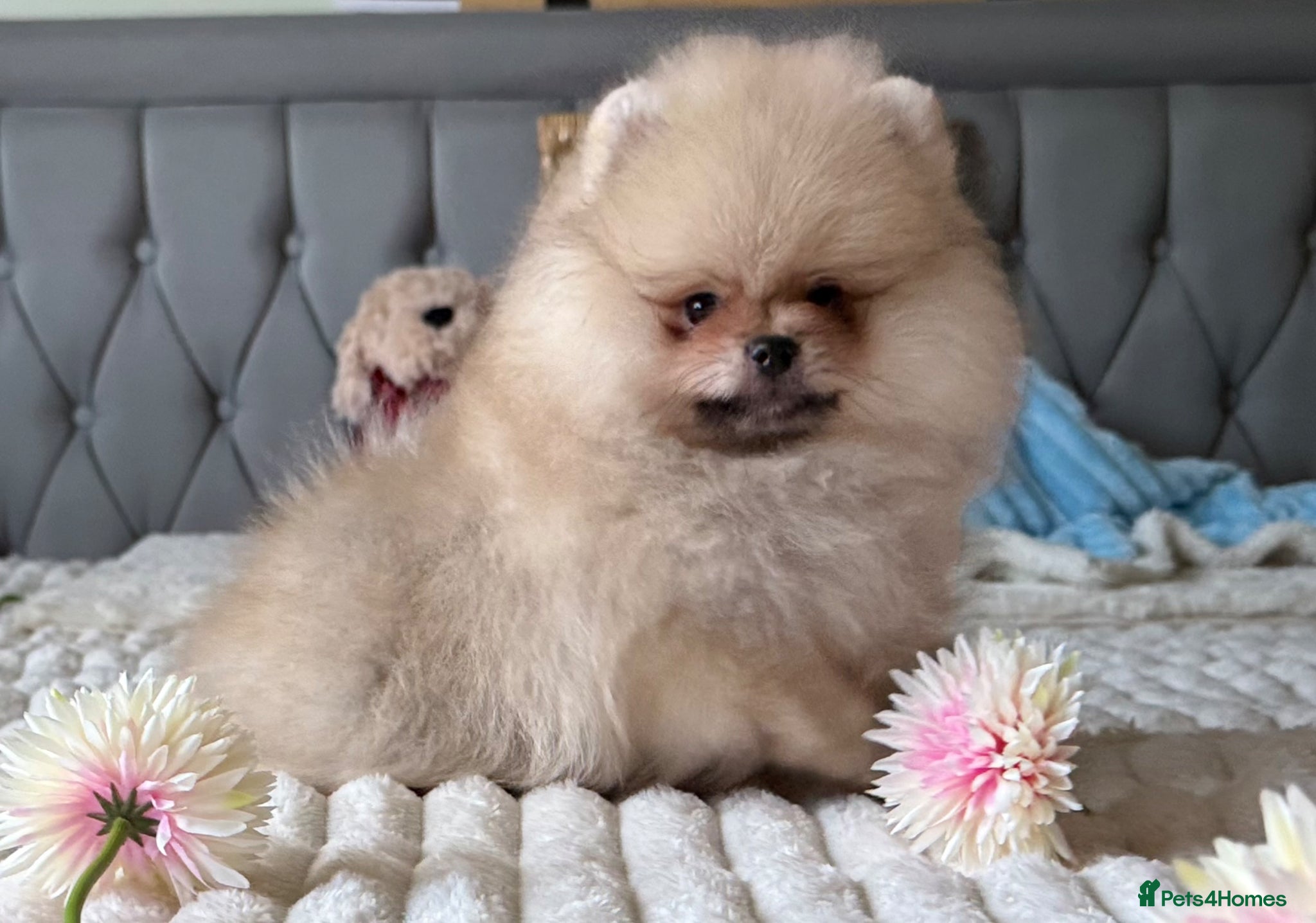 Pomeranian dogs  Rare colour Russian line Teddy Bear Pom Puppies ✨ - Advert 1