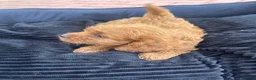 Cavapoo dogs for sale: F1 Cavapoos  - Advert 11