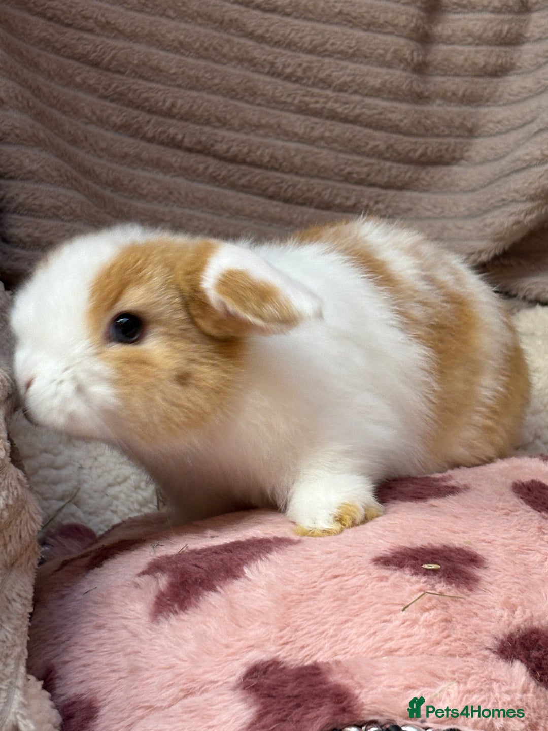 Mini Lop rabbits for sale: Gorgeous mini lops (show lines) vaccinated  - Advert 11