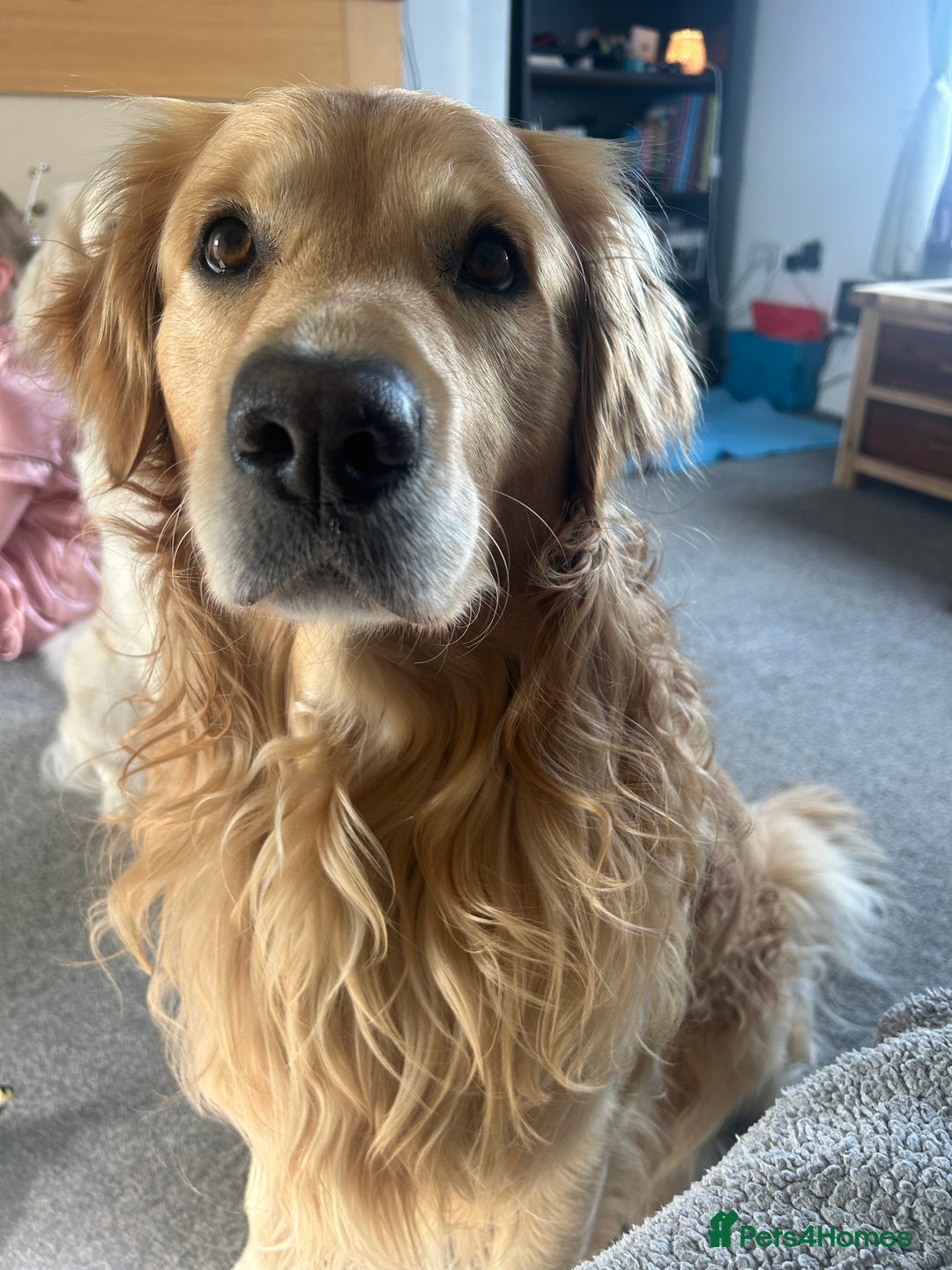 Golden Retriever dogs for sale: Golden retriever puppies  - Image 4