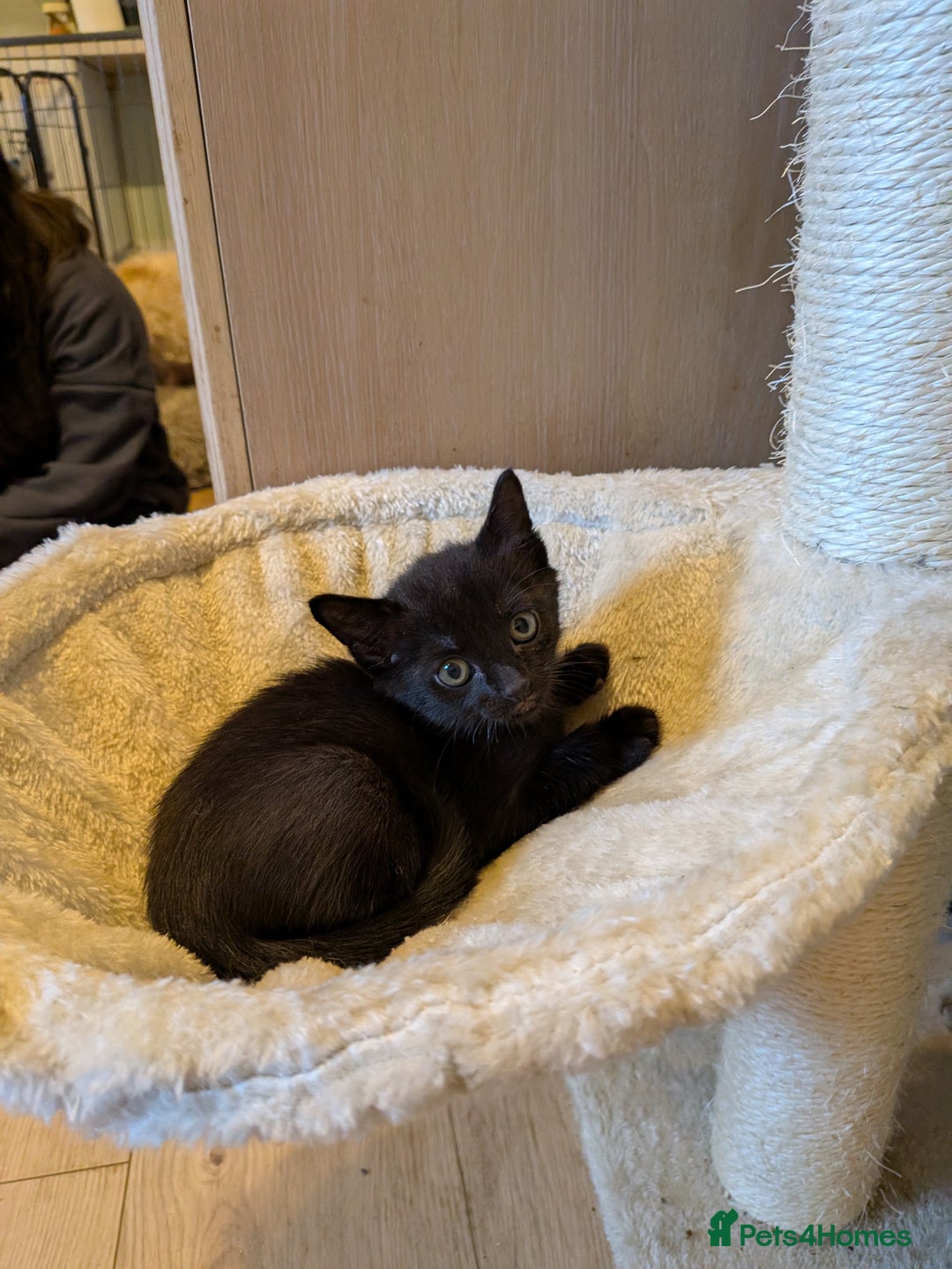 Burmese cats for sale: Burmese cross kittens - Image 3