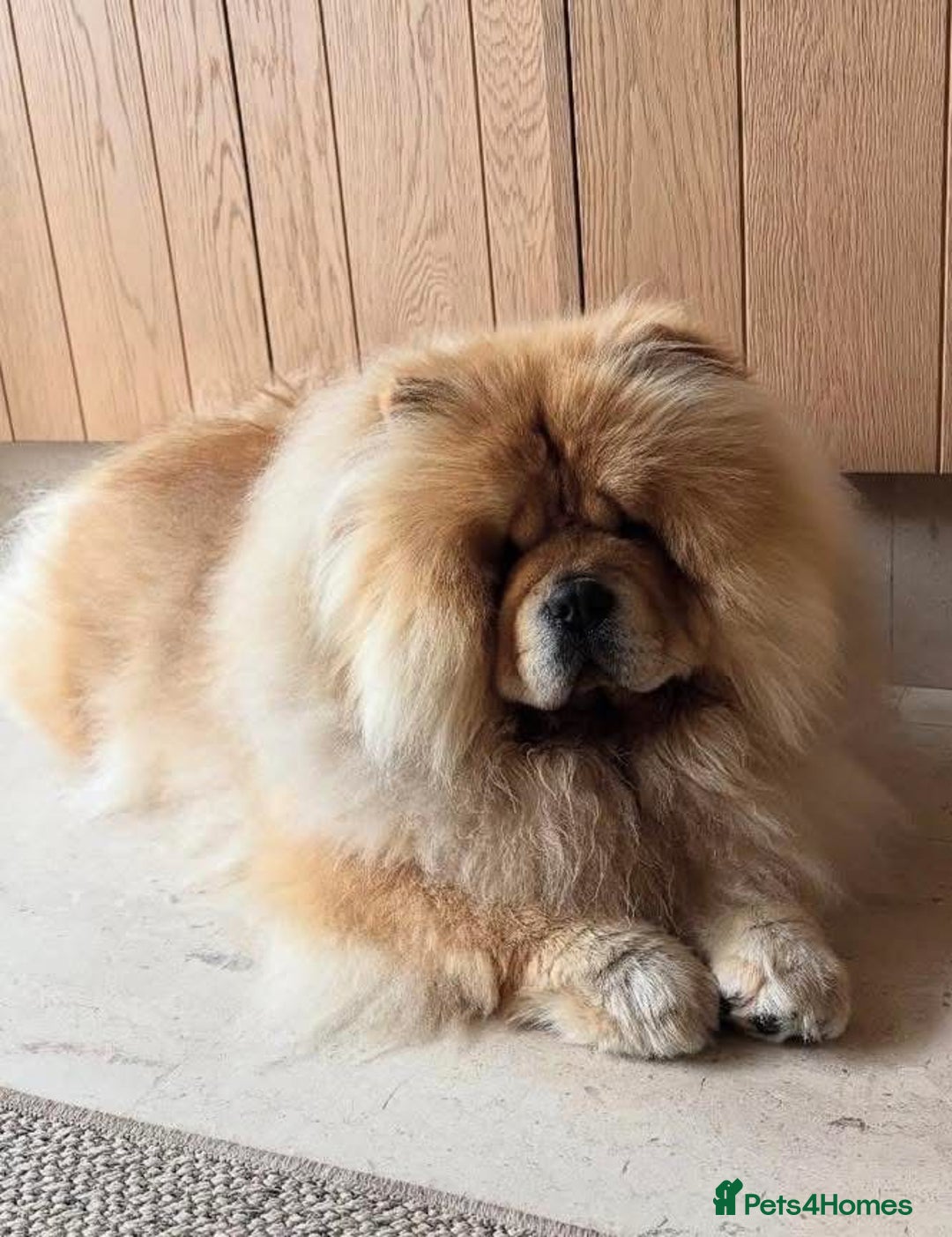 Chow Chow dogs for sale: Kc Registered Chow Chow Pup - Advert 4