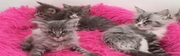 Maine Coon cats for sale: Bundles of maincoon fun  - Advert 5