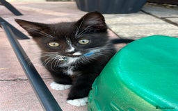 Domestic Shorthair cats for sale: Male kitten - Image 3