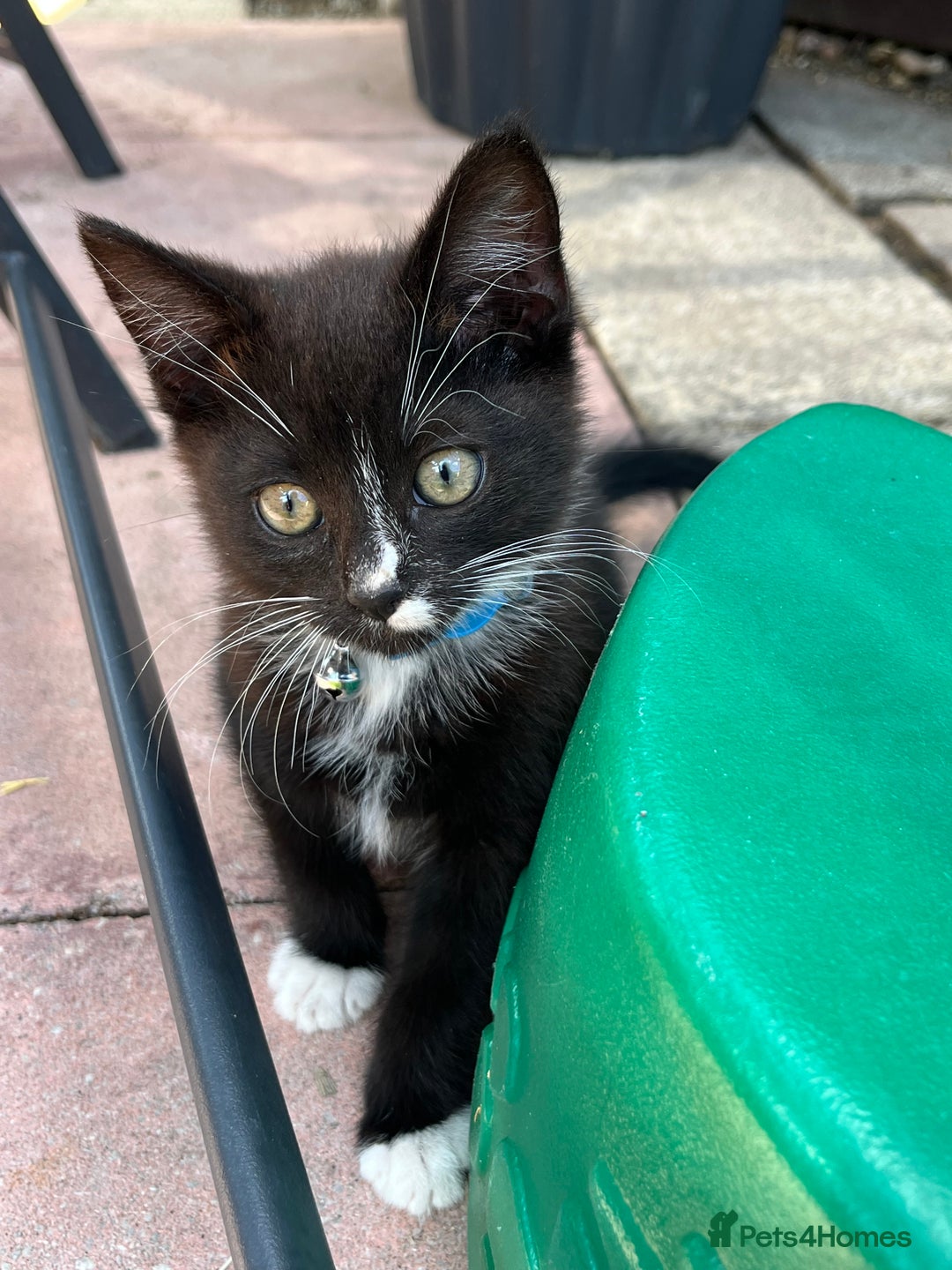 Domestic Shorthair cats for sale: Male kitten - Image 3