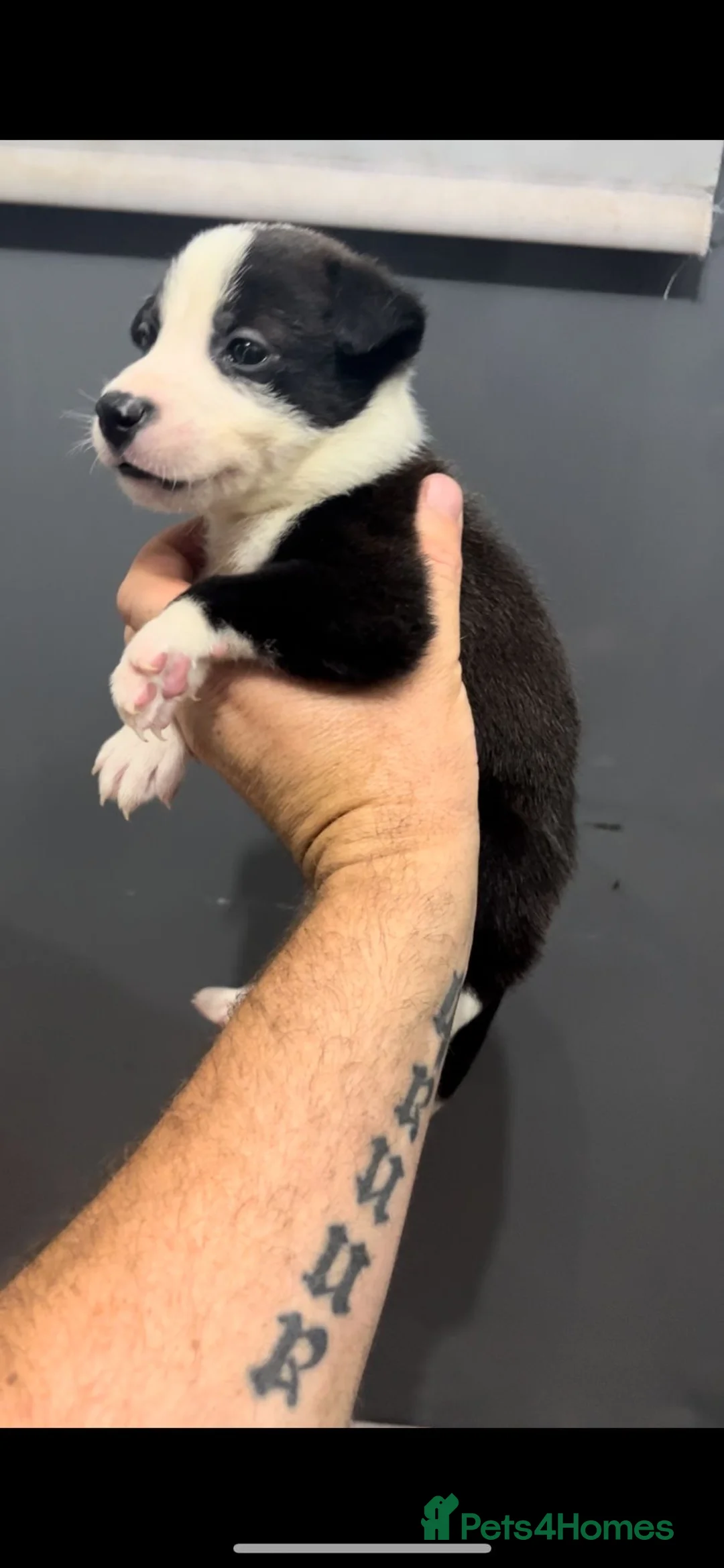 Mixed Breed dogs for sale: READY TO LEAVE Husky x American bulldog puppies  - Advert 2