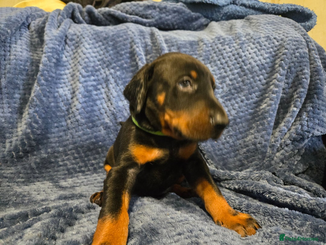 Dobermann dogs for sale: 7 handsome doberman pups - Image 6