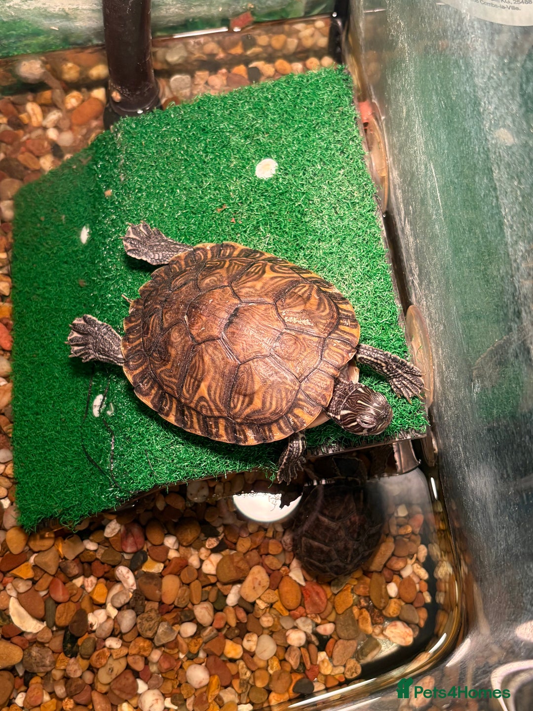 Turtle reptiles for sale: Musk turtle and terrapin plus tank and filter - Advert 7
