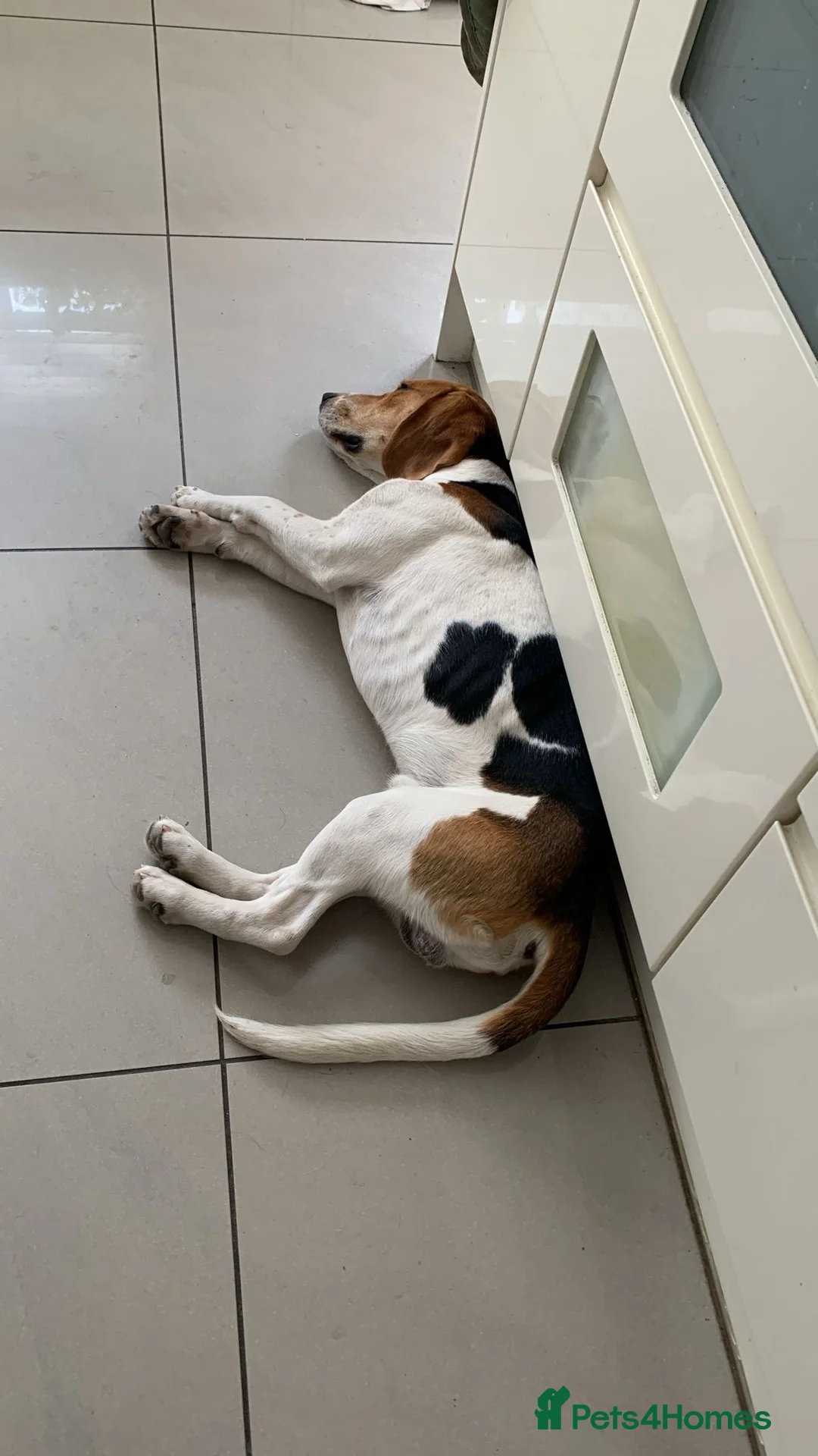 Beagle dogs for sale: Loveable and playful beagle for re homing  in Sudbury - Advert 2