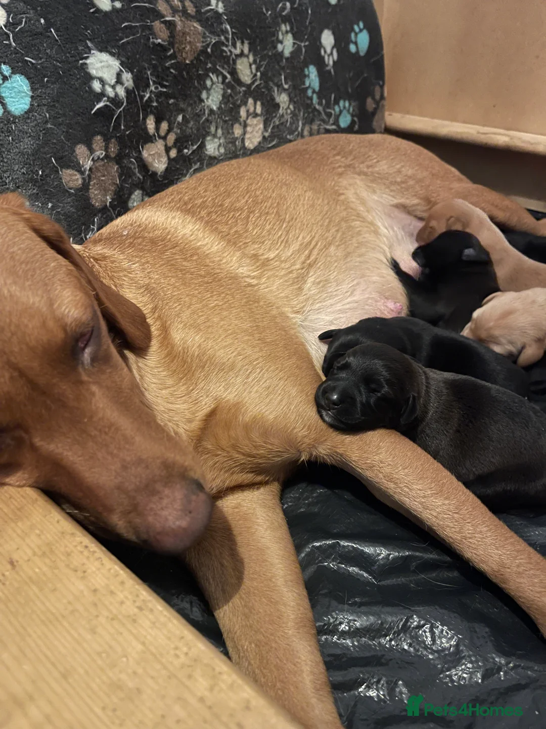 Mixed Breed dogs for sale: Labrador Retriever x Podenco Puppies - Advert 3