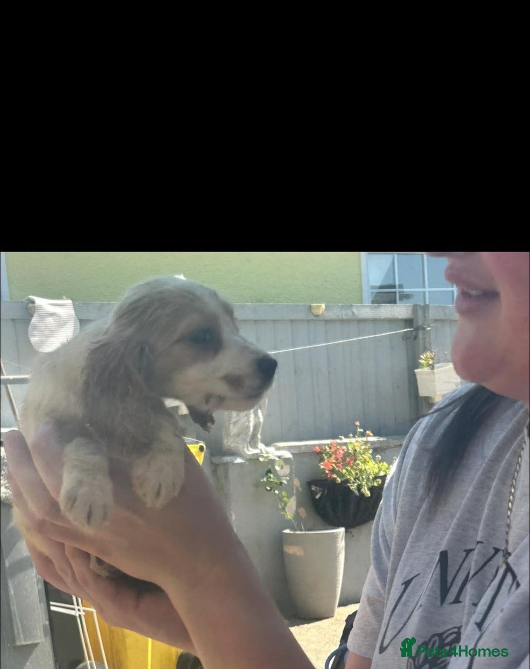 Cocker Spaniel dogs for sale: Cocker spaniel Boys - Image 10