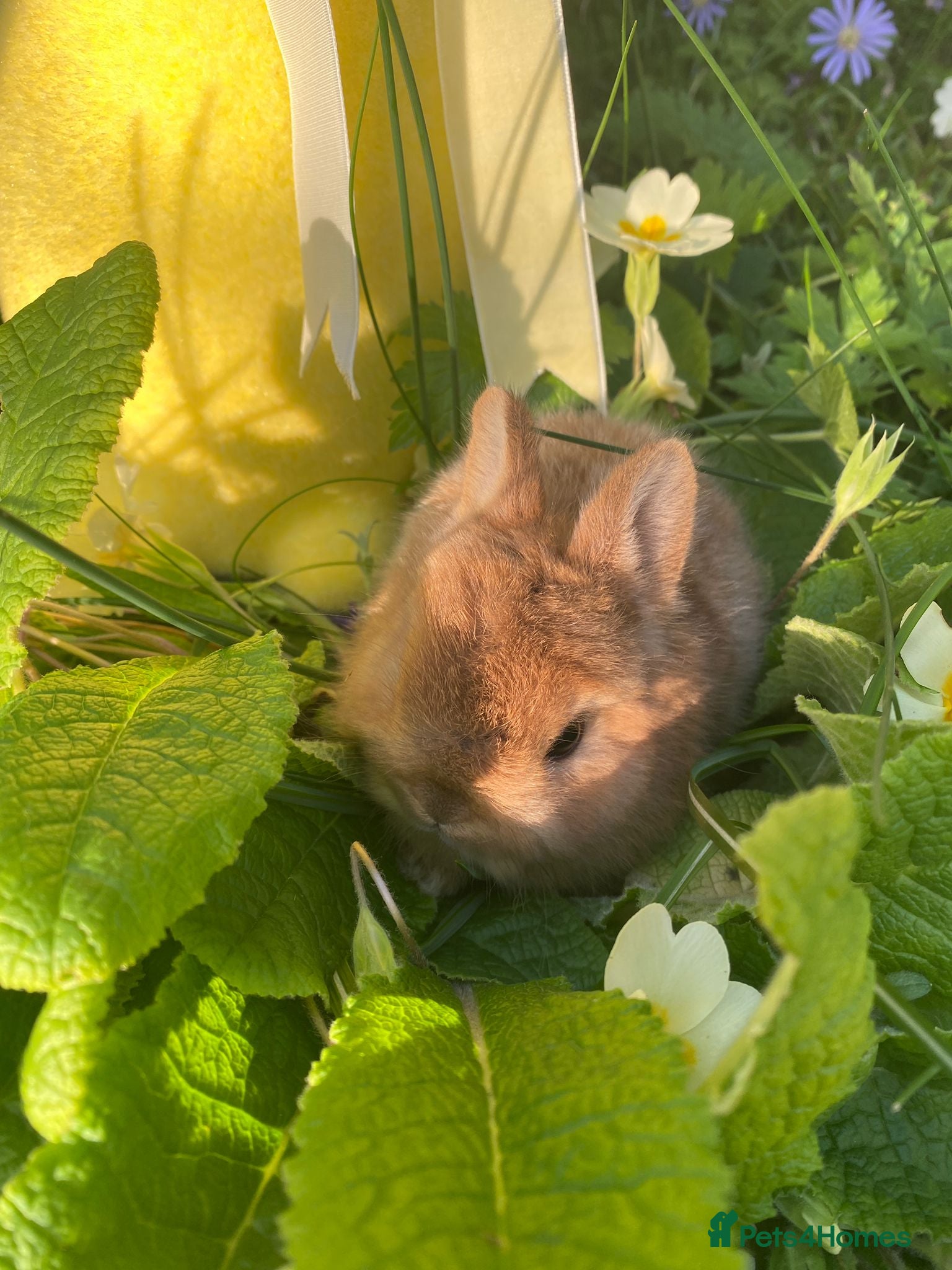 Netherland Dwarf rabbits Bunny mixed - Advert 2