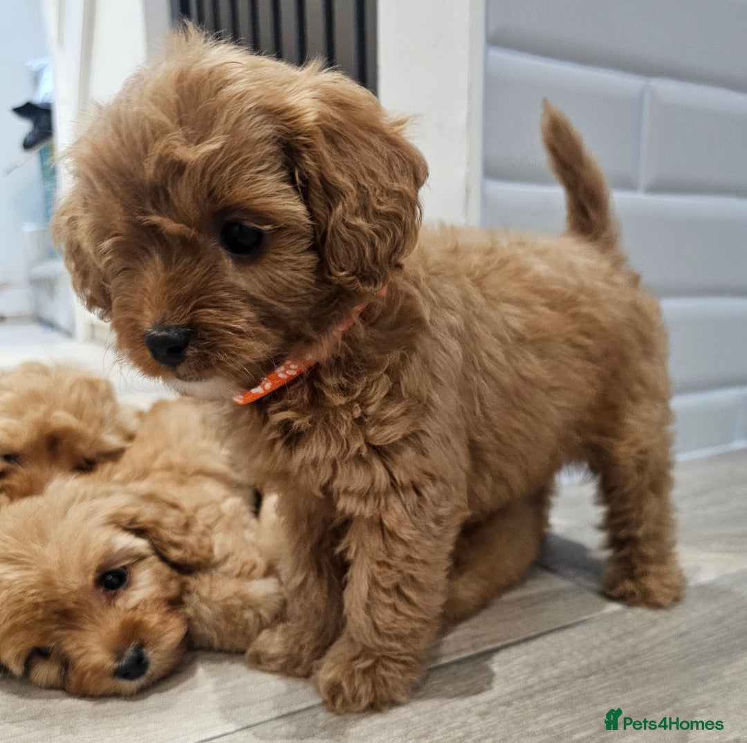 Cavapoo dogs for sale: Red F1B Toy Cavapoos - Image 5