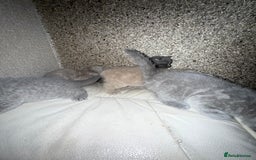 British Shorthair cats for sale: British Shorthair kitten  - Image 23