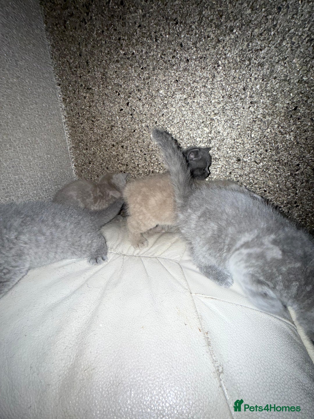 British Shorthair cats for sale: British Shorthair kitten  - Image 23