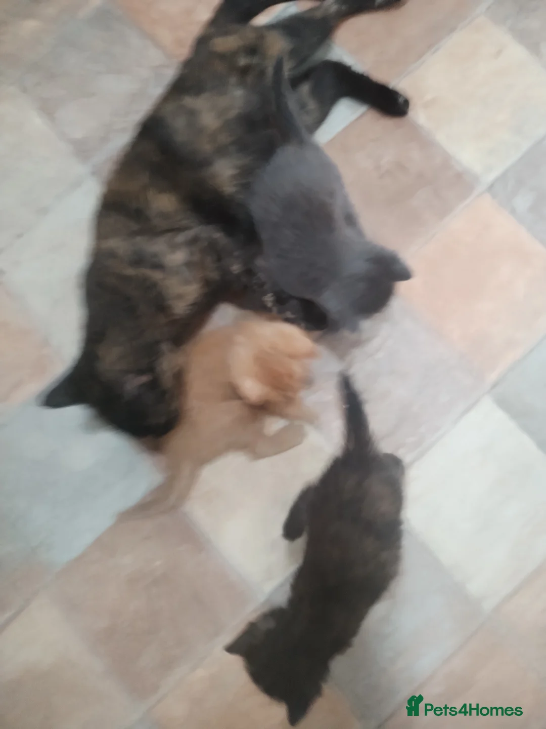British Shorthair cats for sale: Kittens  - Advert 8