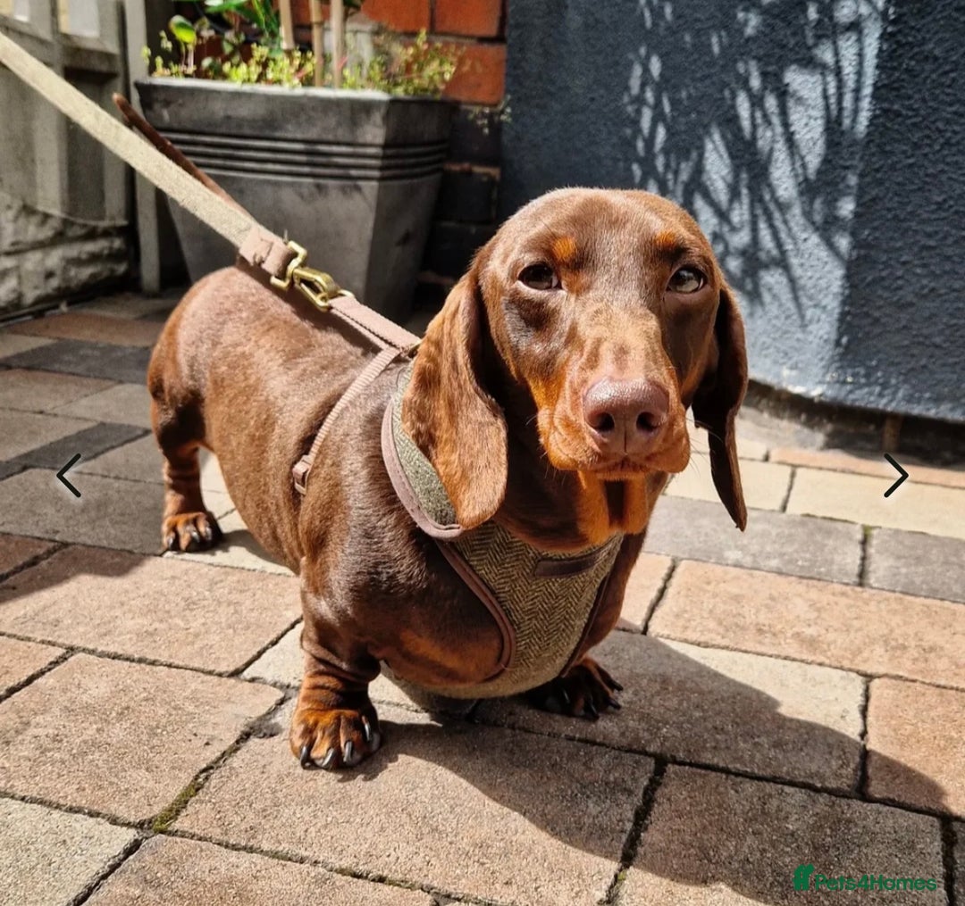 Miniature Dachshund dogs for sale: Miniature Smooth-Haired Dachshunds  - Image 7
