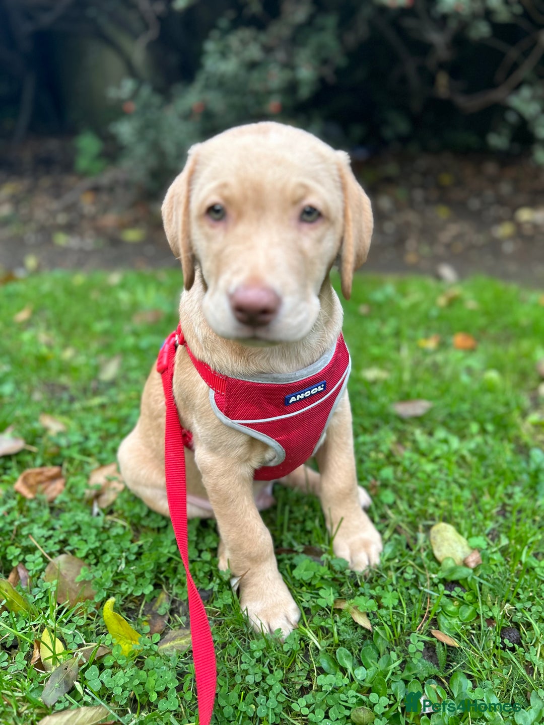 Labrador Retriever dogs for sale: PUPPY BOY LOOKING FOR FOREVER HOME   - Advert 16