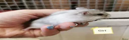 Hamster rodents for sale: Baby Winter white dwarf hamsters  - Advert 5