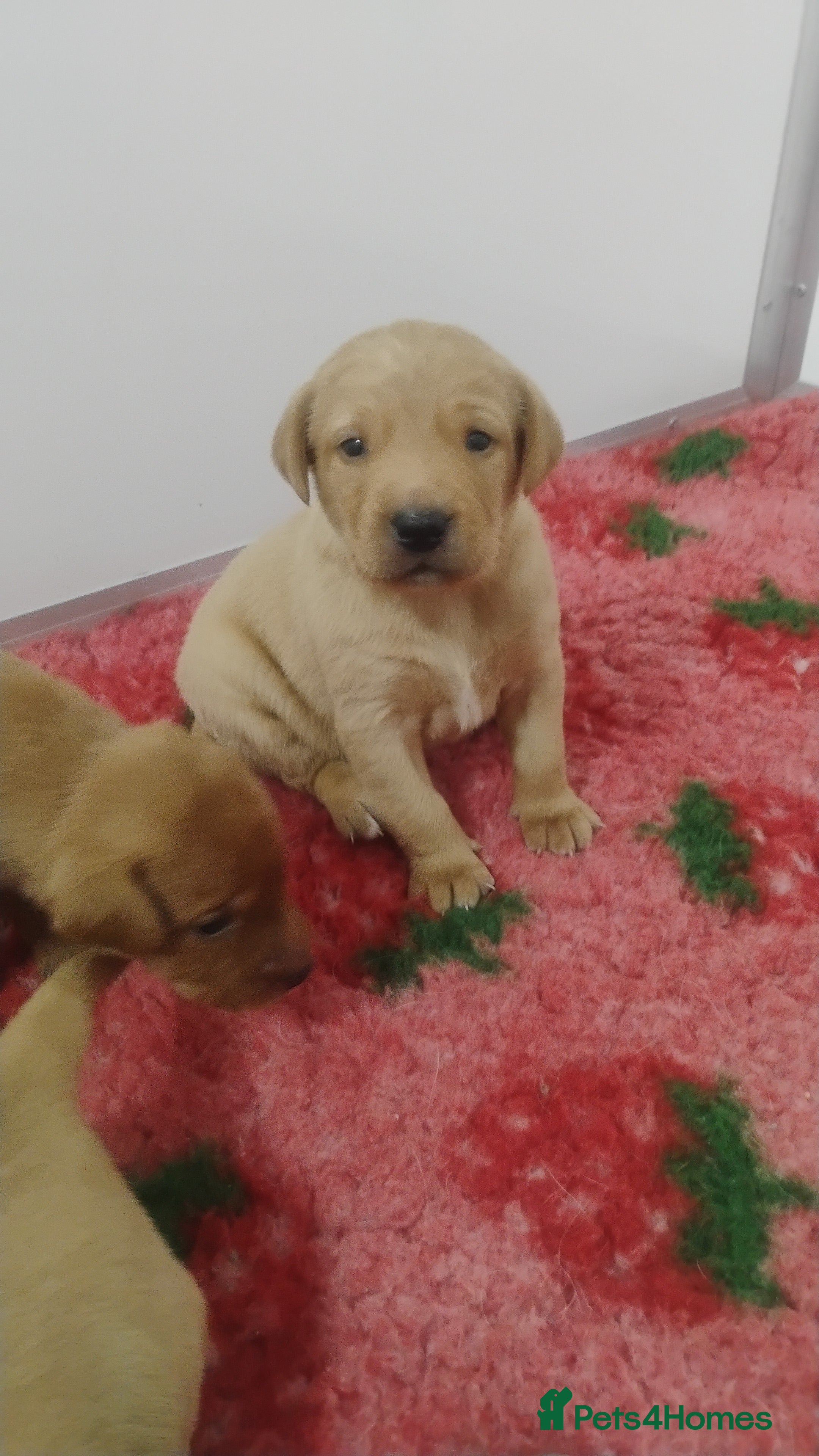 Labrador Retriever dogs Labrador puppies KC Fully health tested parents  - Advert 11