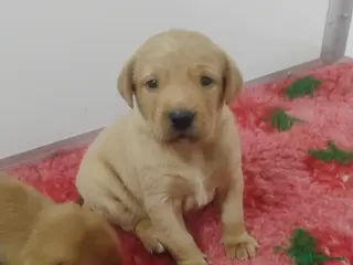 Labrador Retriever dogs Labrador puppies KC Fully health tested parents - Advert 11