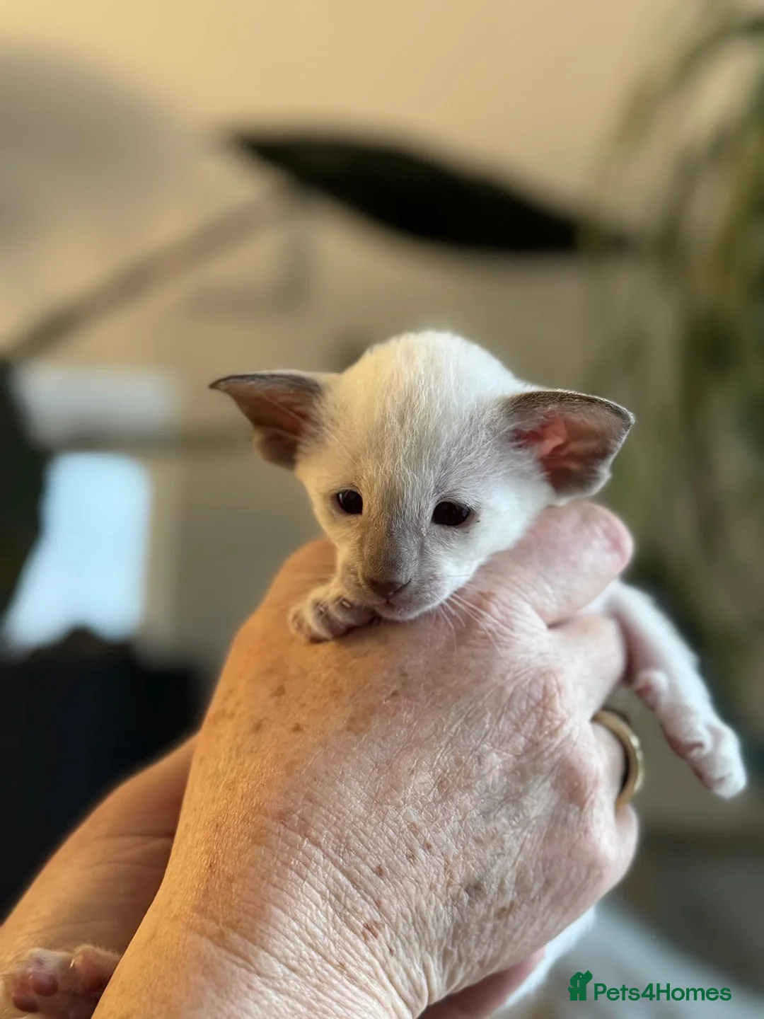 Siamese cats for sale: Stunning Oriental and Siamese kittens - Advert 8