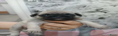 Pug 1
