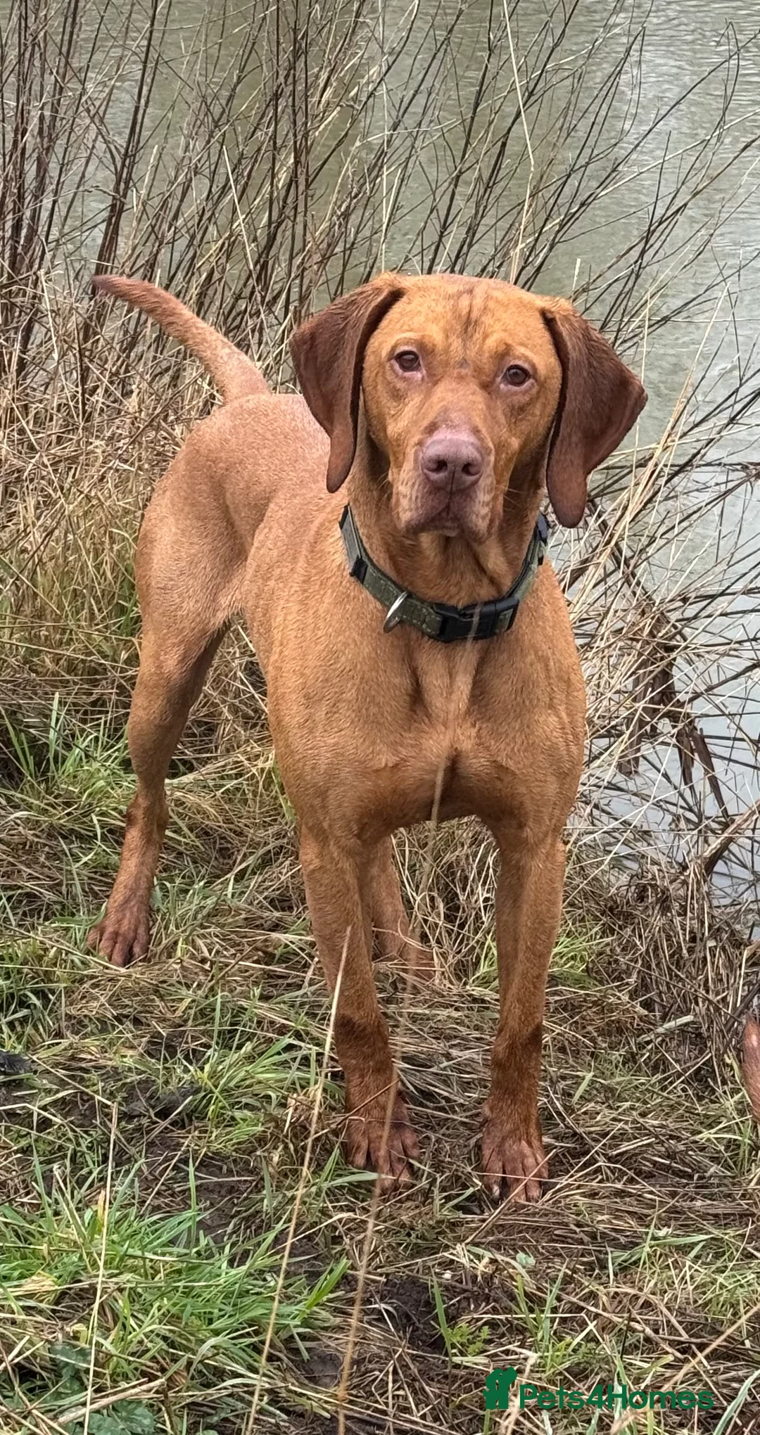 Hungarian Vizsla dogs for stud: The famous Zsivaly Champion sired imported stud in Loughborough - Advert 2